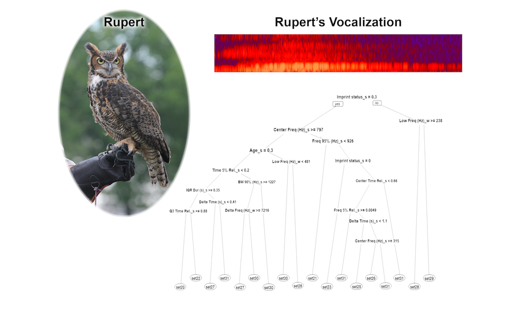 owl and dendrogram