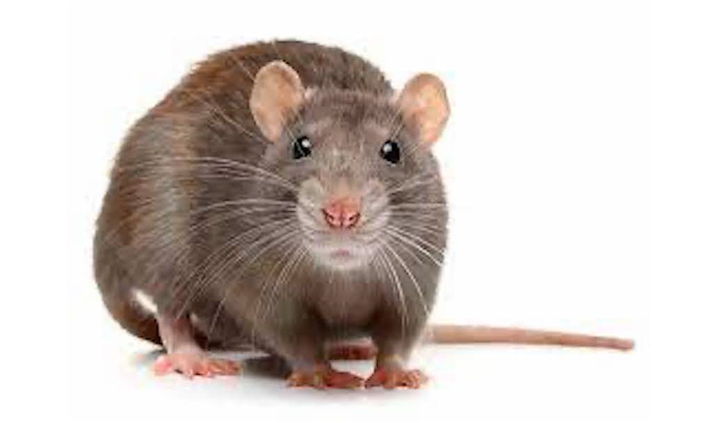 rat